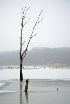 Lone Winter Tree
