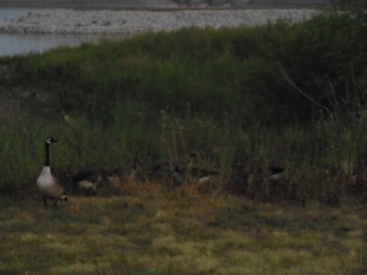 Geese at Dusk