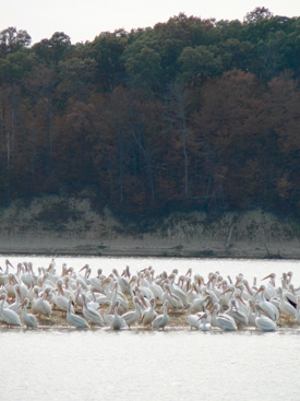 Pelican Island
