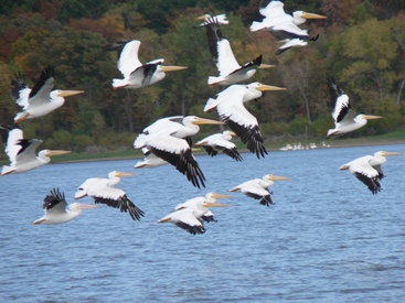 Pelicans in Flight