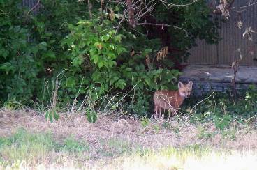 Shy Fox